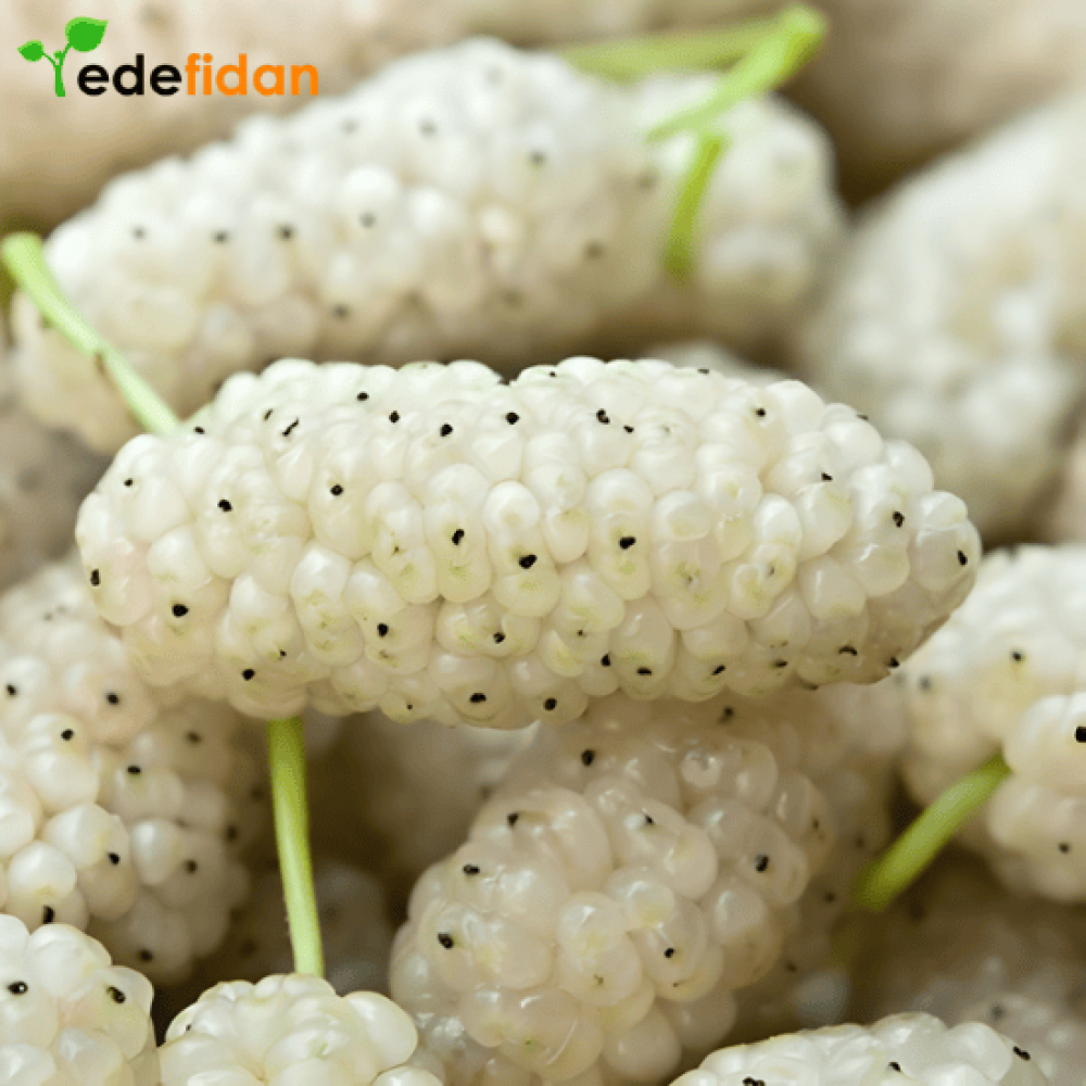 Beyaz Parmak Dut Fidanı